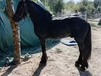 Hengst, Friesian — Foto 5