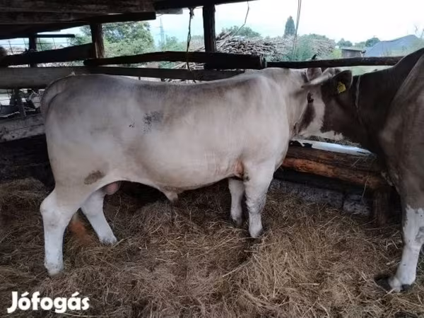 सांड, लिमोज़िन गाय