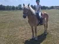Caballo, Haflinger — foto 6