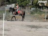घोड़ी, Polish pony — फ़ोटो 3