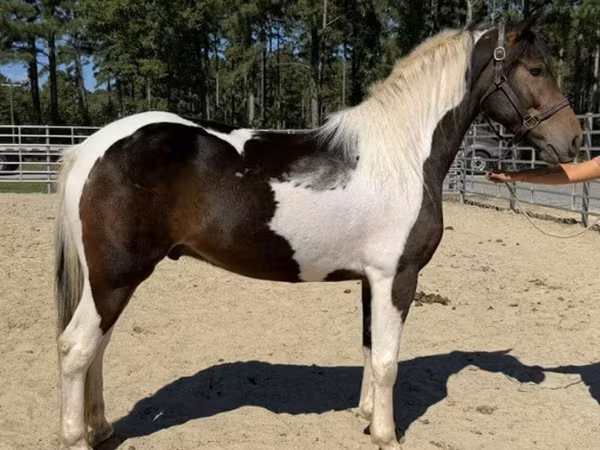 حصان, American paint horse