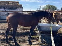 Hengst, Standardbred — Foto 1