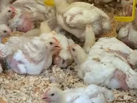 Chickens — 照片 3