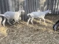 Billy Goat, Alpine goat — photo 5