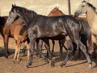 Caballo, Orlov Trotter — foto 3