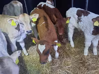 Taureau, Simmental cattle — photo 4