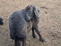 كبش, Karakul sheep — الصورة 1