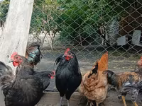 Chickens — फ़ोटो 3