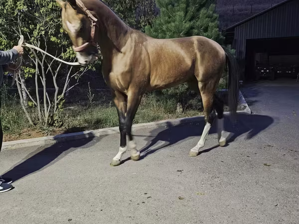 Caballo, Akhal-Teke