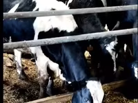 Vache, Yaroslavl cattle — photo 1
