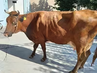 Vaca, Red Estonian cattle — foto 1
