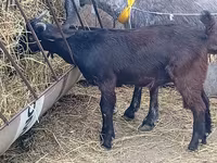 बकरा, Damask goat — फ़ोटो 5