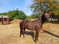 Jument, Standardbred — photo 1