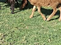 Ram, Sheep — photo 5