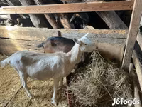 雌ヤギ, Alpine goat — 写真 2