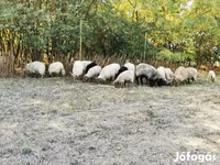 Schaf, Racka sheep — Foto 3