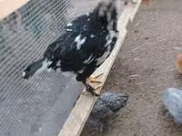 Danish hen — photo 5