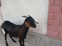 母山羊, Nubian Goat — 照片 3