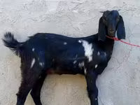 Goat, Beetal goats — photo 2