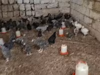Chickens — photo 6