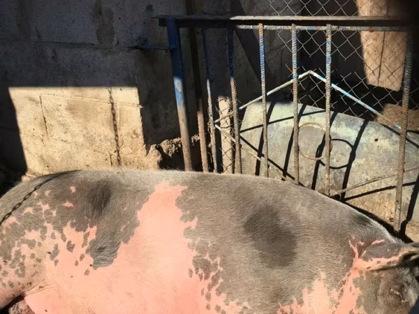 Eber, Schweine