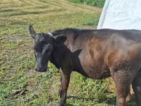 Cow, Jersey breed — photo 2