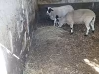 كبش, Dorper sheep — الصورة 3