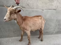 Cabra, Alpine goat — foto 3