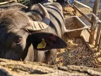 Vaca, Búfalo — foto 3