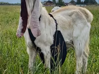 تيس, Gulabi goats — الصورة 2