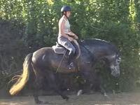 Horse (M), Andalusian horse — photo 2