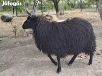 भेड़, Racka sheep — फ़ोटो 2