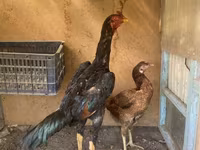 Modern Game — foto 2