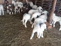 Brebis, Awassi sheep — photo 1
