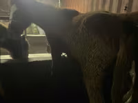 Kůň, Yakutian horse — foto 7