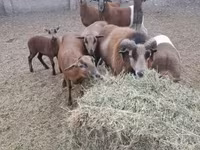Widder, Cameroon sheep — Foto 1