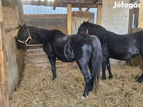 Jument, Chevaux
