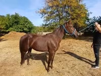 Stute, Standardbred — Foto 3