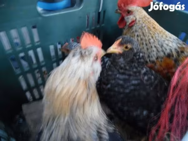 bantam japonais