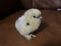 سيلكي — الصورة 5