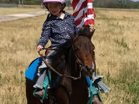 Cheval, Pinto horses — photo 4