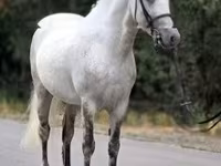 At, Falabella — foto 1
