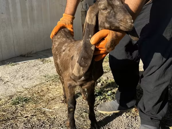 Dişi keçi, Kamori goats