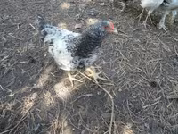 Chickens — الصورة 4