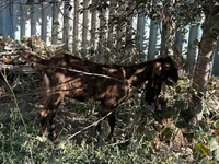 عنزة, Kamori goats — الصورة 4