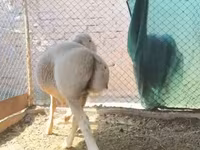 Ram, Rhon sheep — photo 6