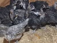 Australorp — foto 7