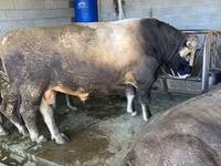 Býk, Swiss cattle — foto 3