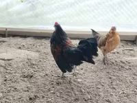 Galinha tcheca dourada malhada — foto 5