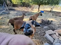 母羊, Cameroon sheep — 照片 1
